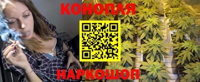 прущие крисы Гай